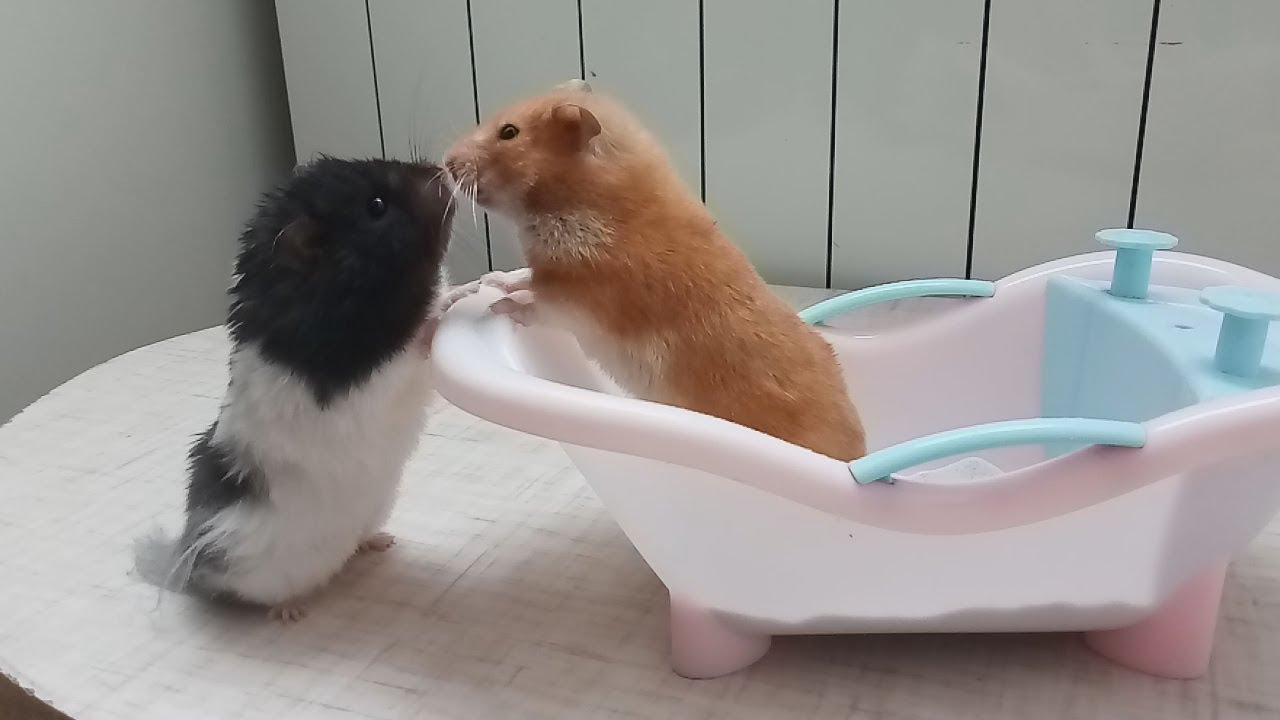 how to bathe a hamster