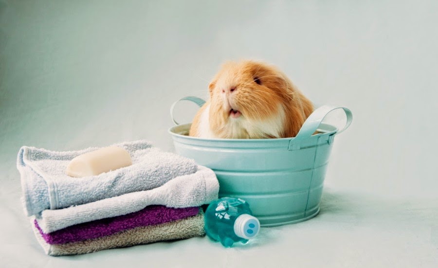 what to bathe your hamster in