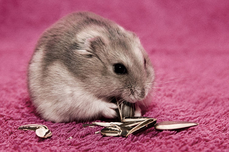 le hamster ronge les graines de tournesol