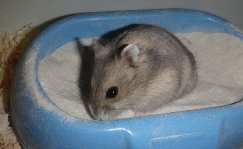 baigner son hamster dans le sable