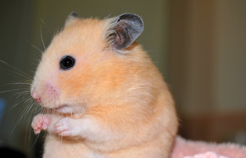 Syrian hamster care