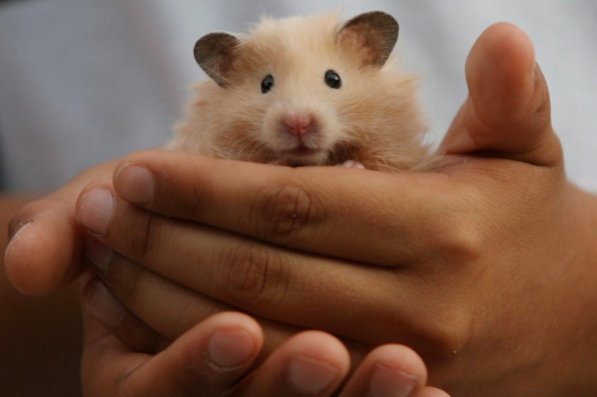 how to train a hamster to hand