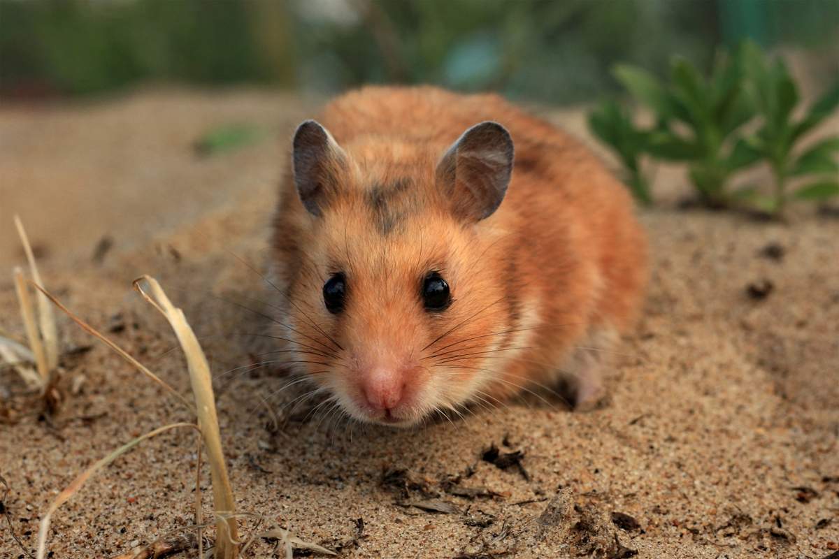 produits de bain pour hamsters