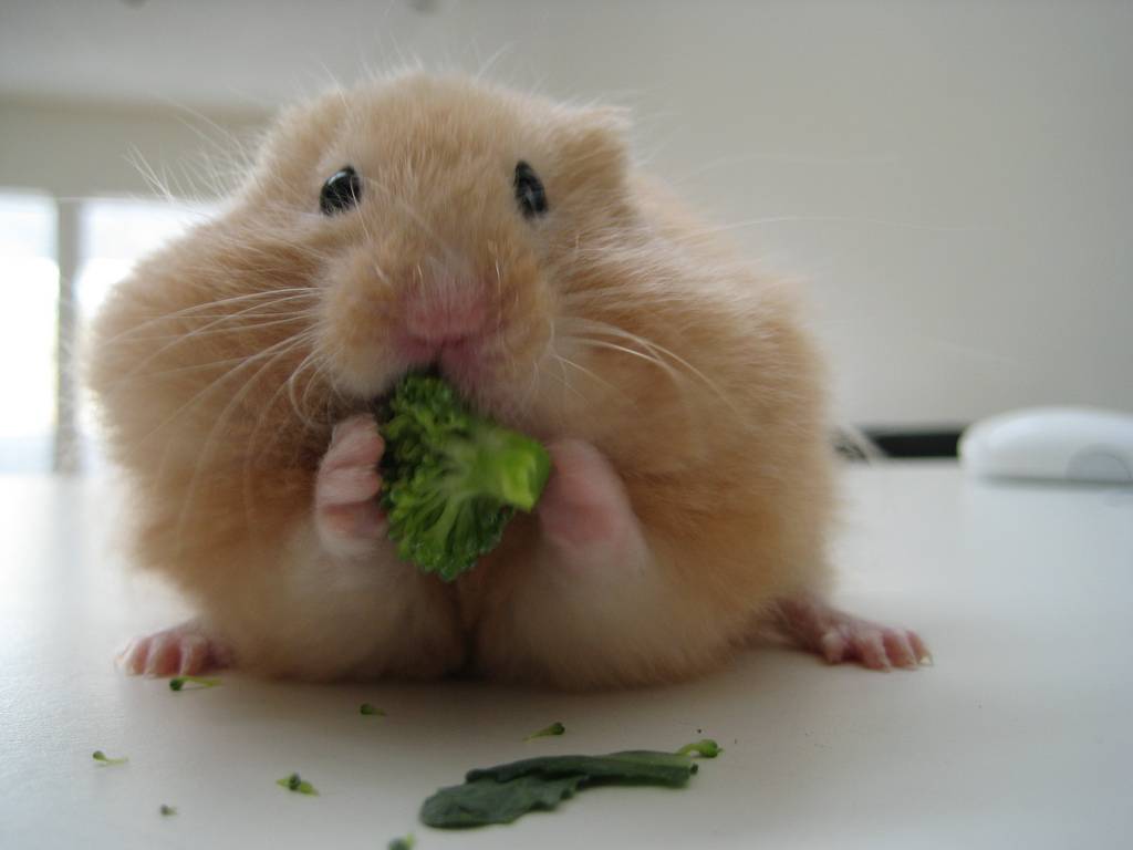 une bonne nutrition pour votre hamster