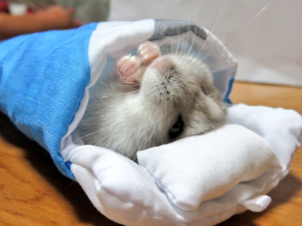 what to do after bathing your hamster - tips and tricks