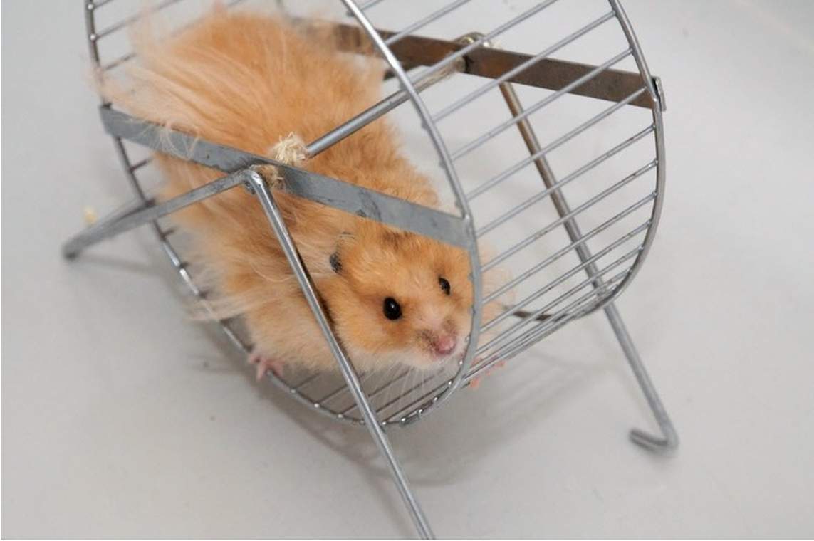 wheel for active development of the hamster