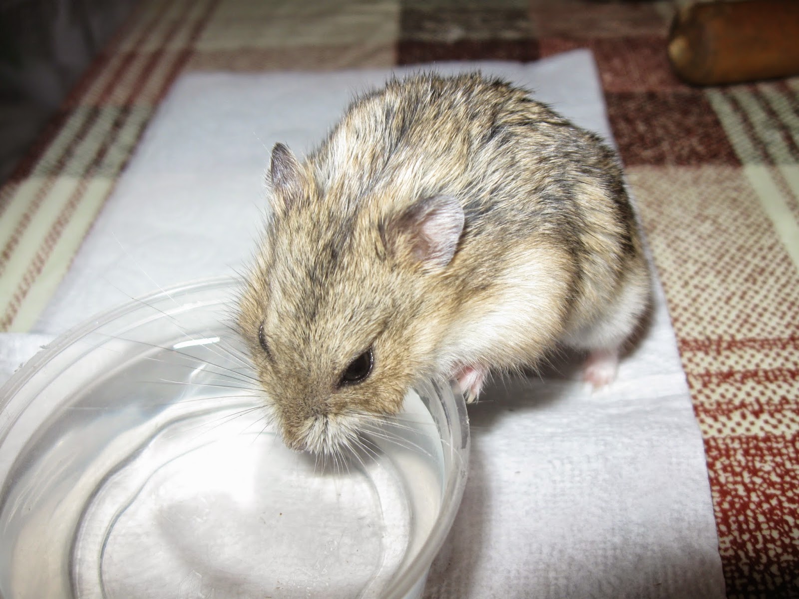 how to water a hamster