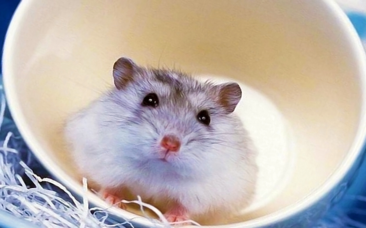 quoi nourrir votre hamster