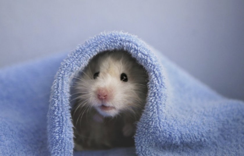 donner un bain à son hamster à la maison