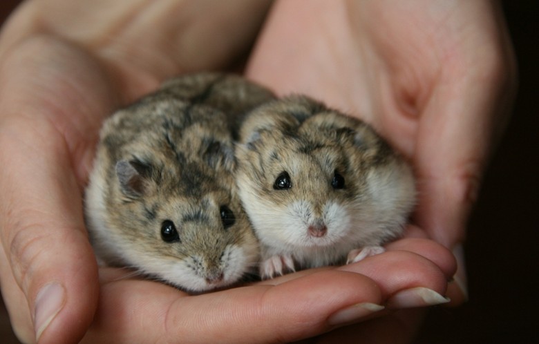 hamsters at home