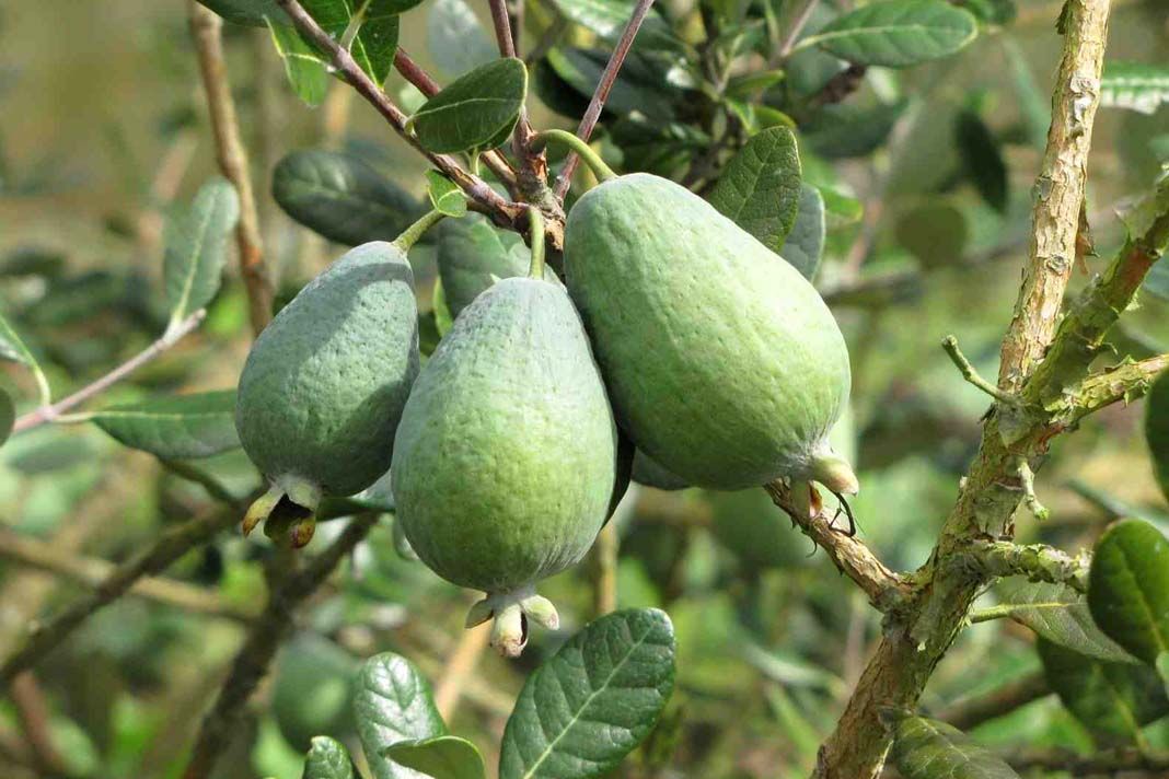 la composition chimique et les avantages du feijoa