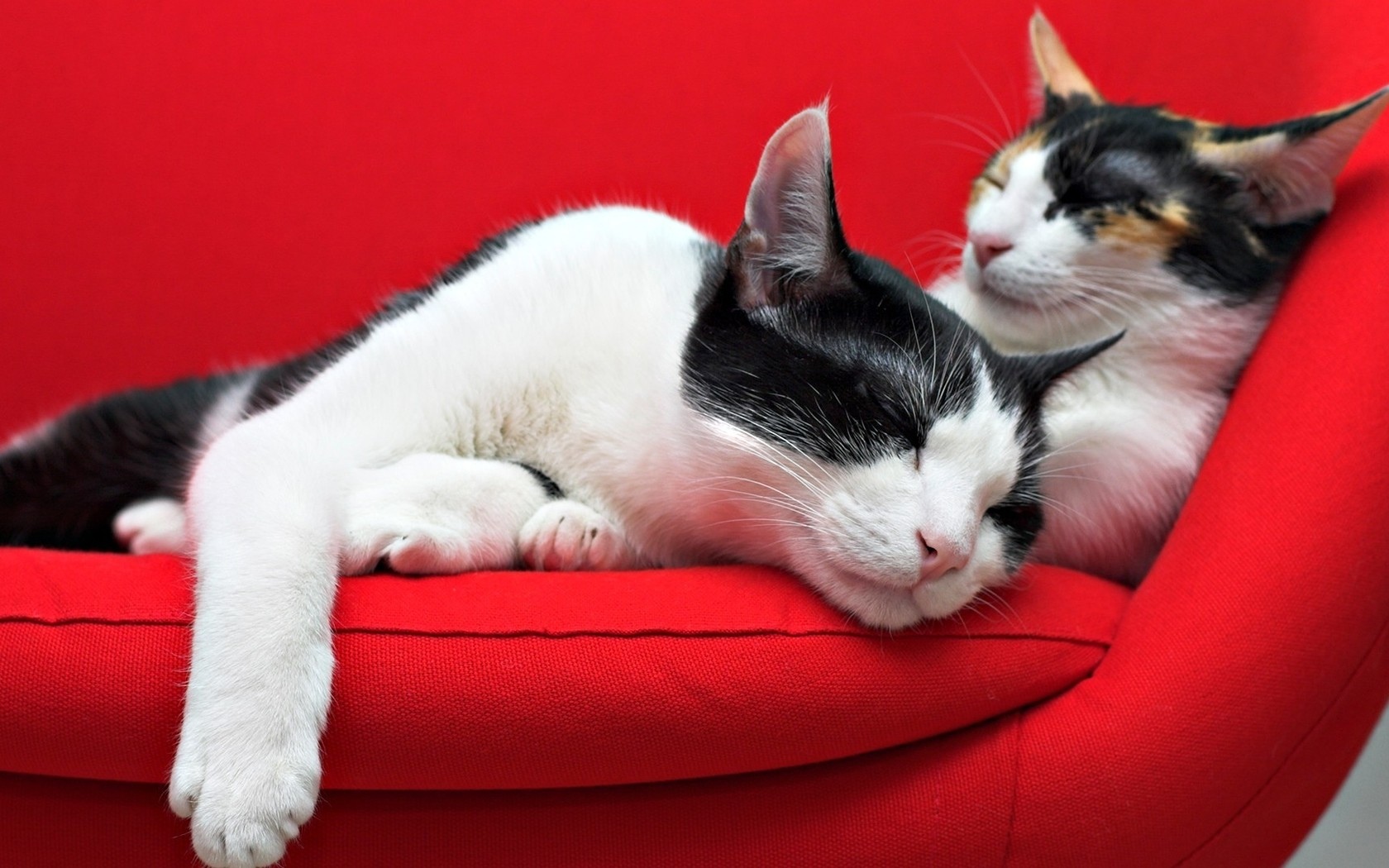 cat on the couch