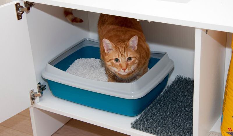 rules for arranging a cat litter