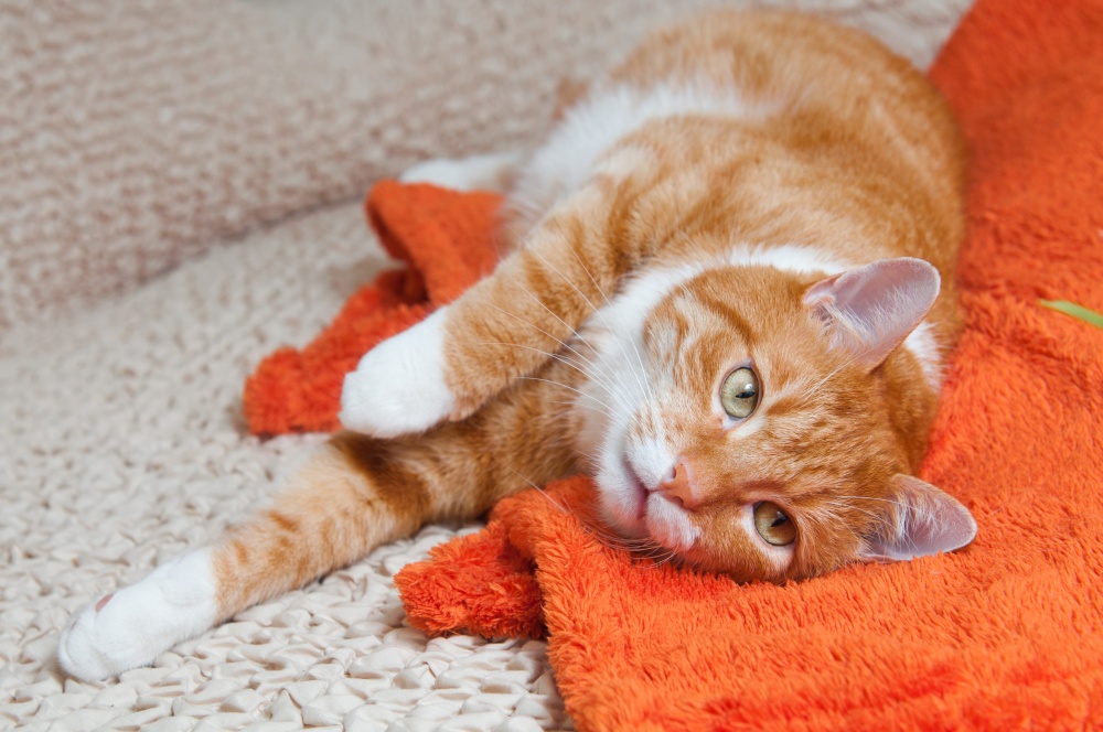 how to clean cat urine from furniture