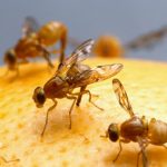 midges in the kitchen