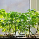 seedlings against midges