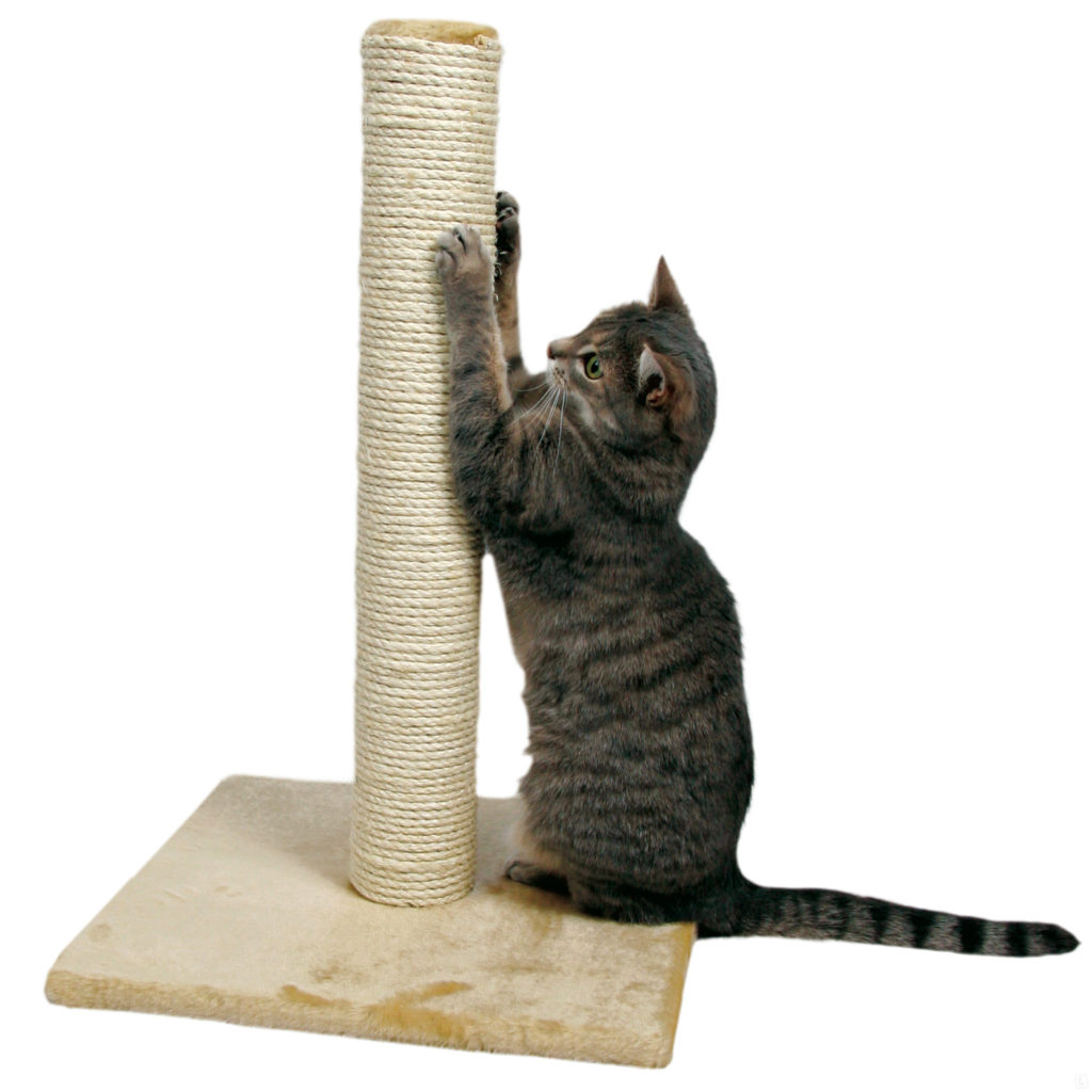 cat scratching post