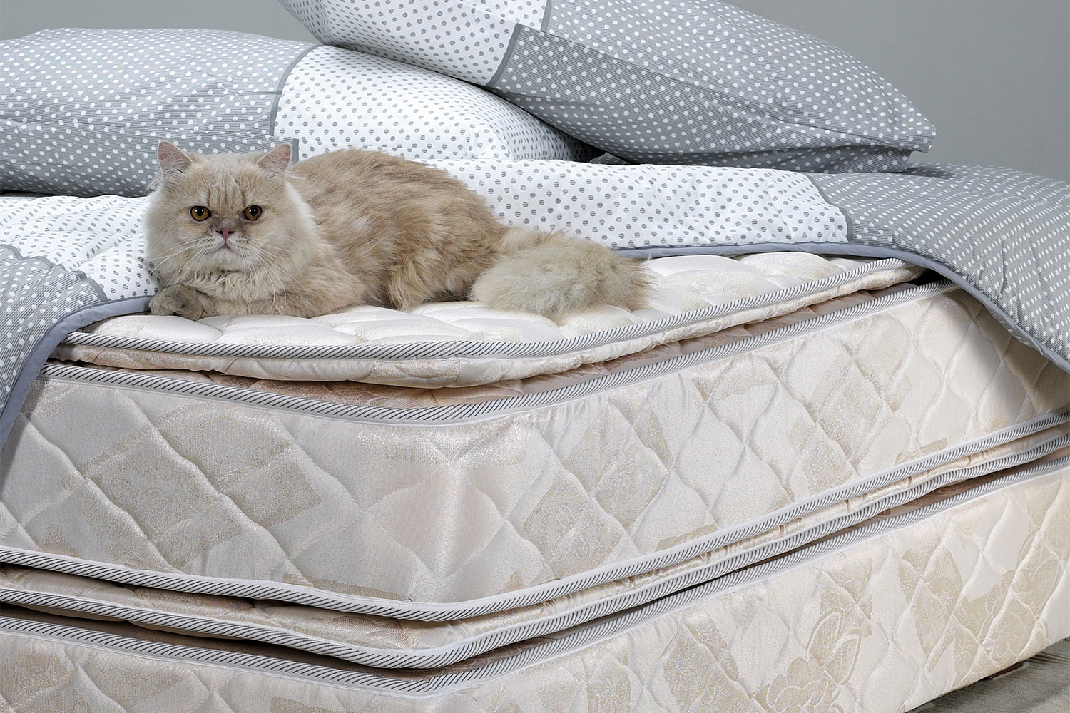 cat on the mattress