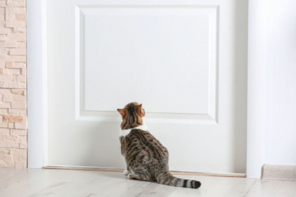 cat under a closed door