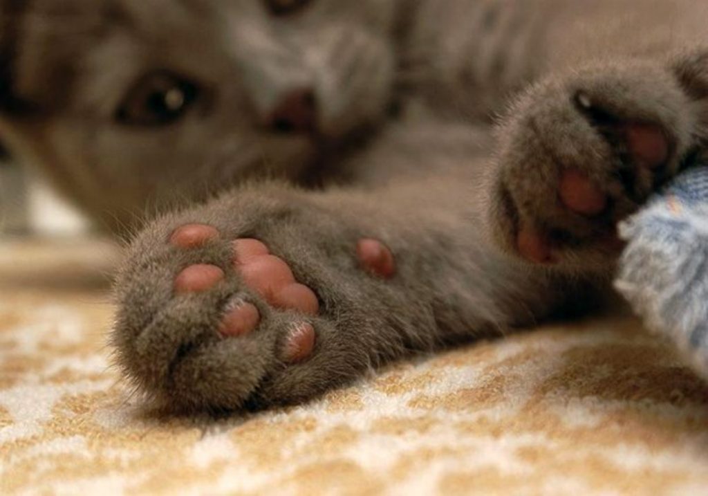 soft paws of the cat