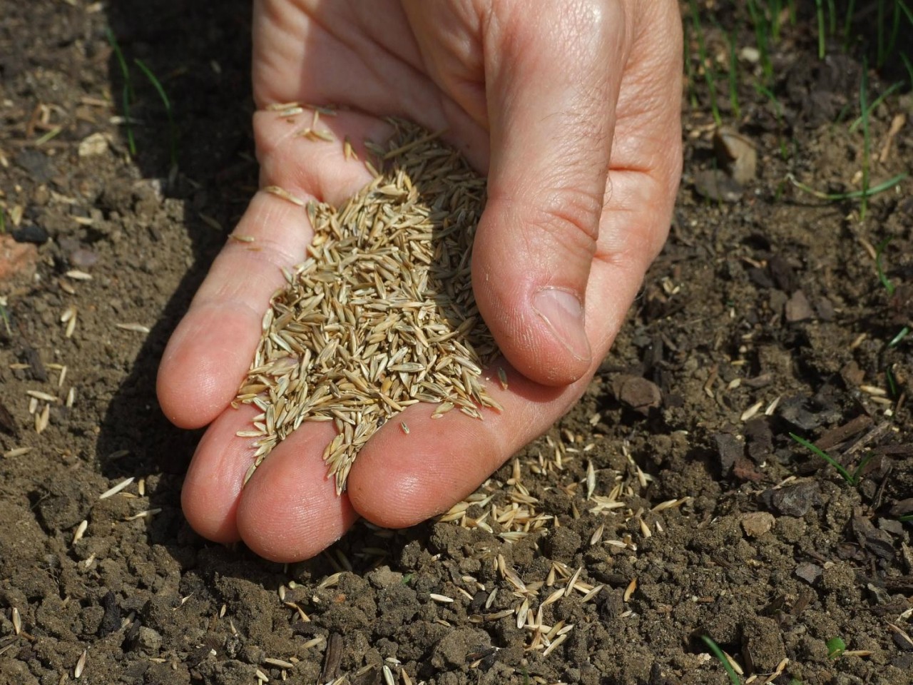 sowing lawn seeds