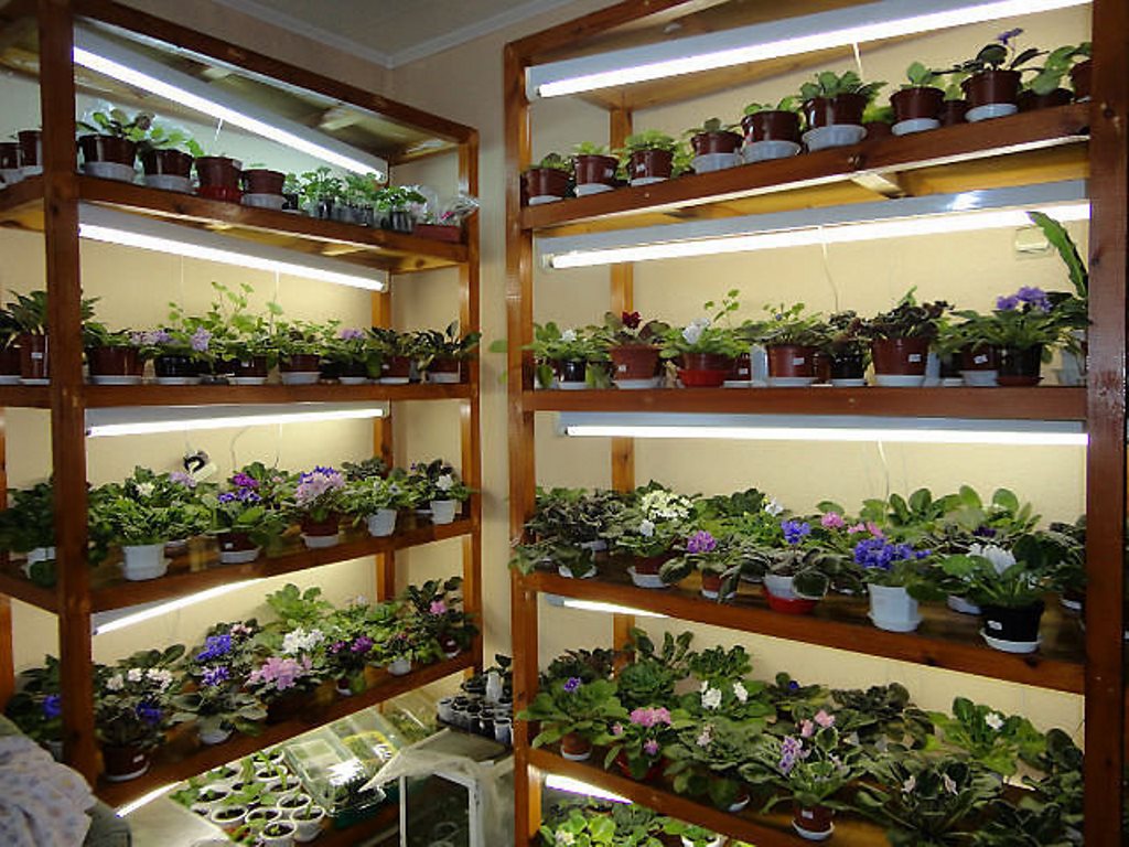 lighting for seedlings and flowers