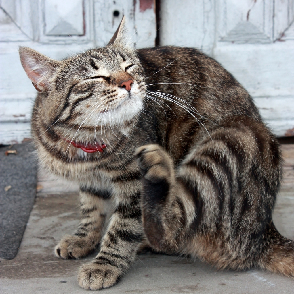 The presence of fleas in a cat