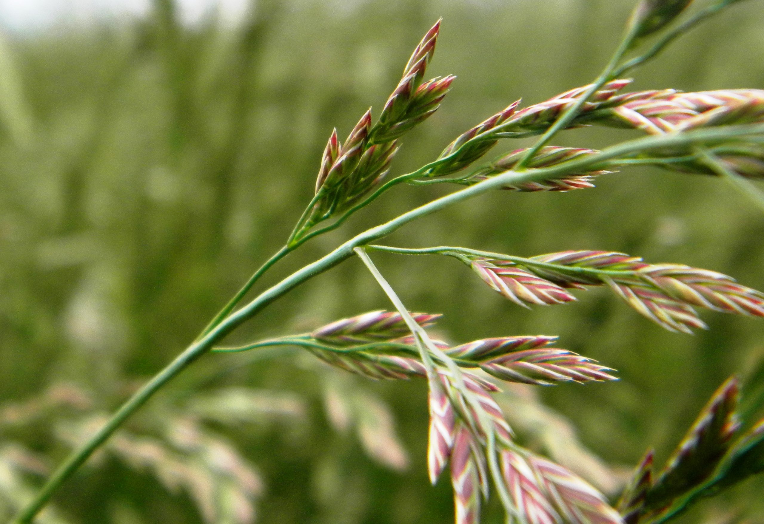 red fescue