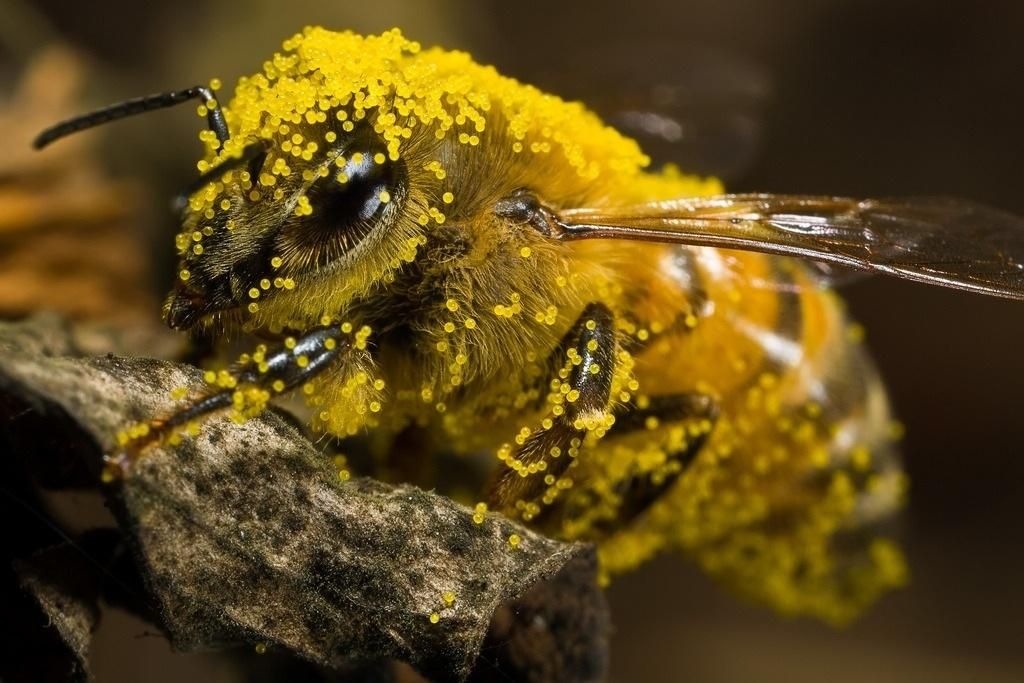 l'abeille recueille le miel