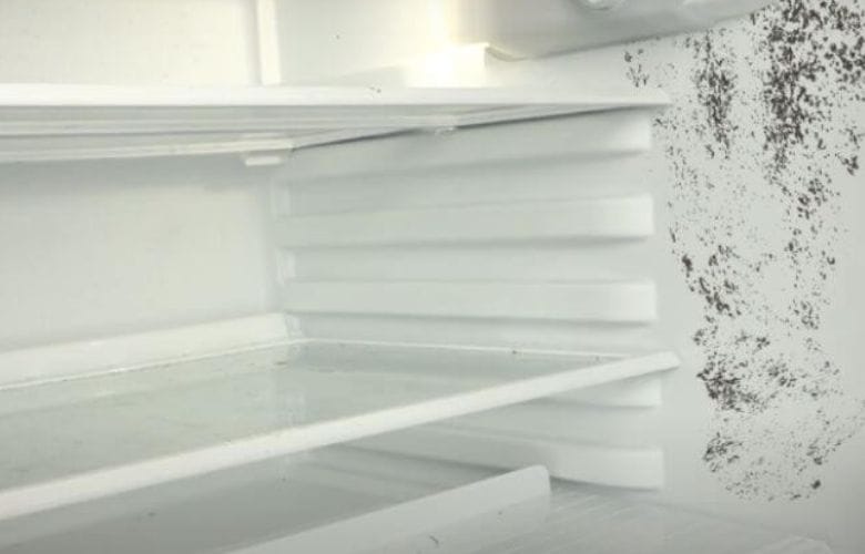 mold in the refrigerator