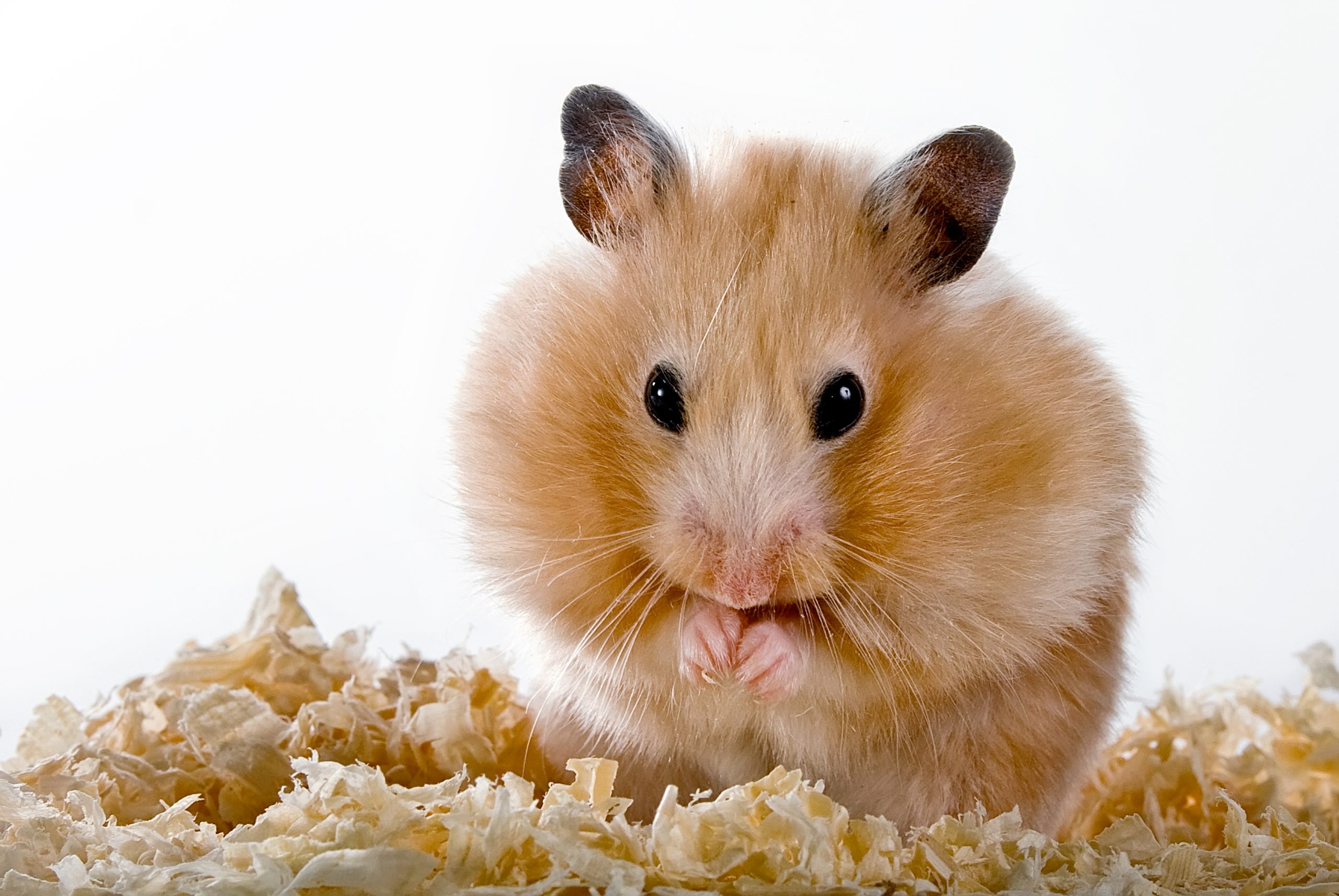 causes of hamster odor