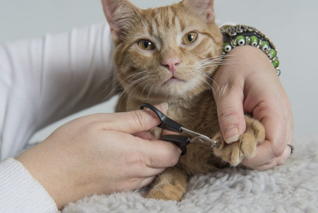 clipping a cat