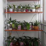 flower shelves decor ideas