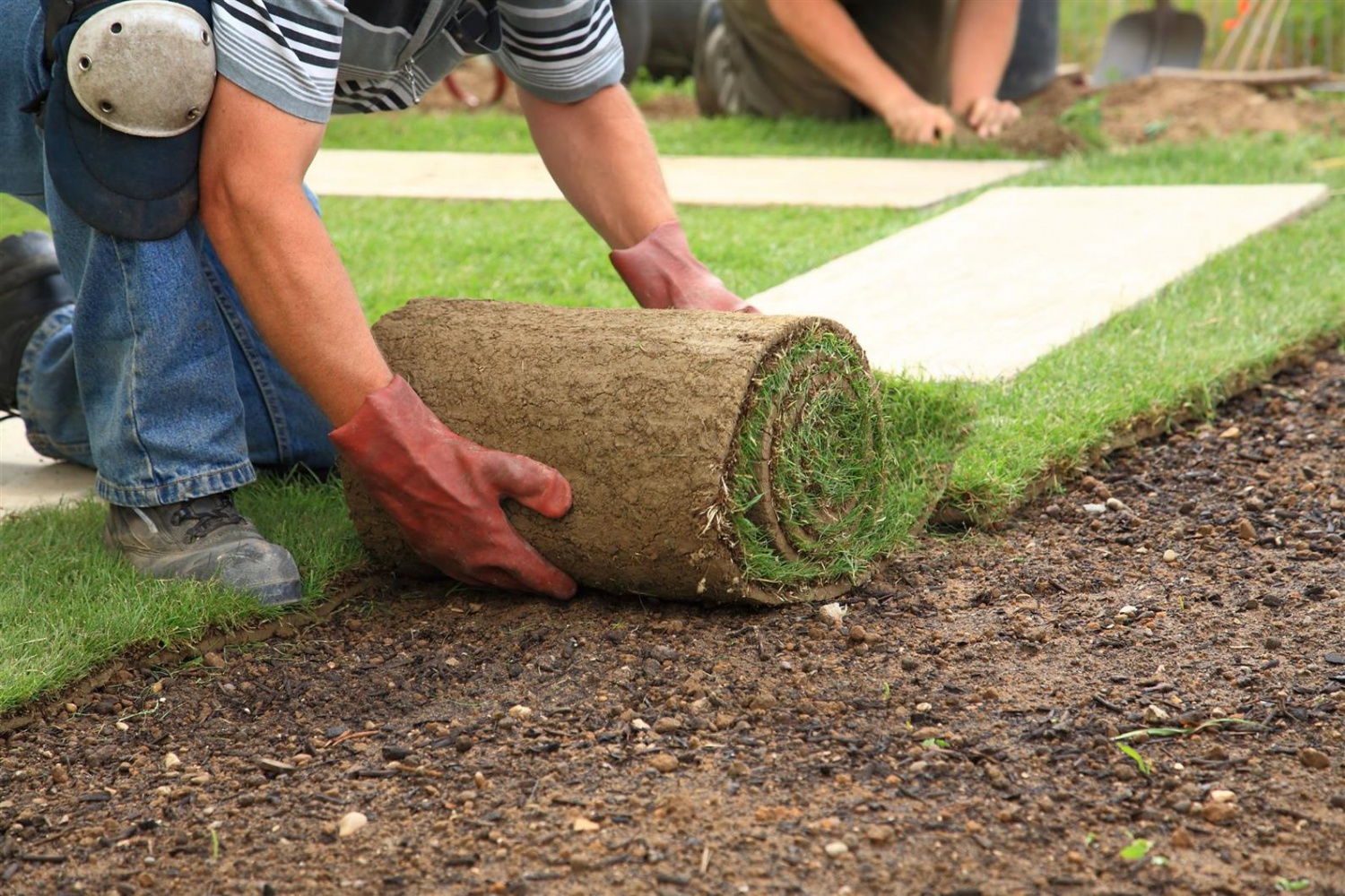 sowing rolled grass