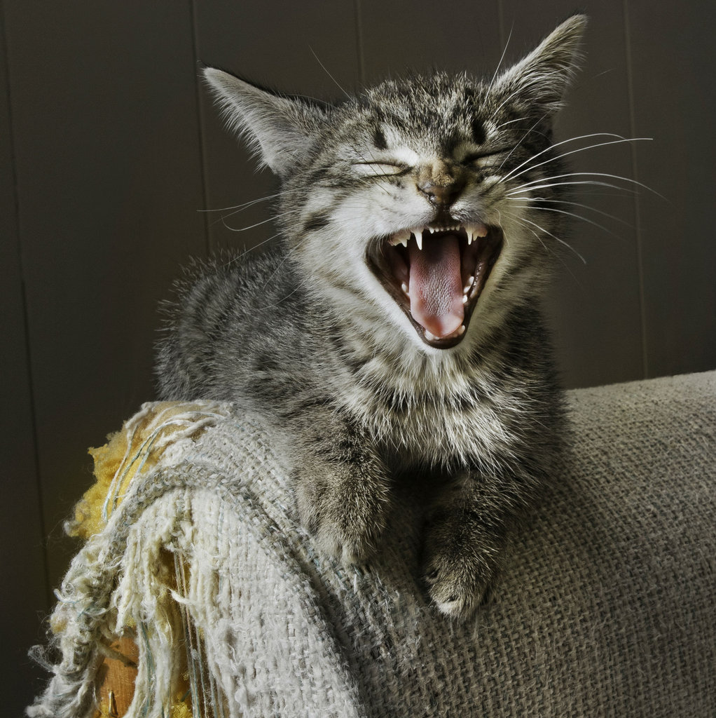 the habit of scratching furniture in cats