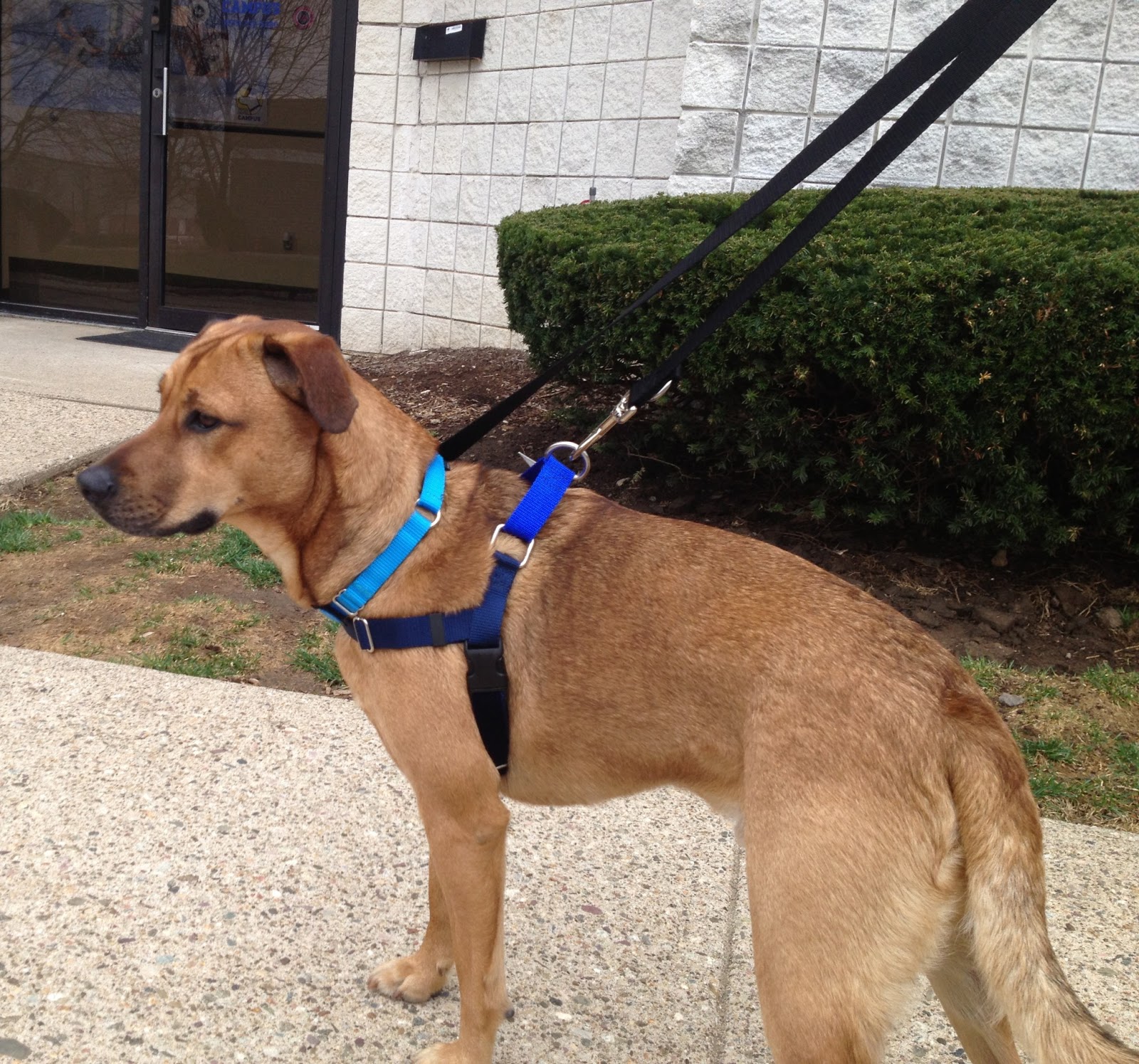 dignity of the insect collar