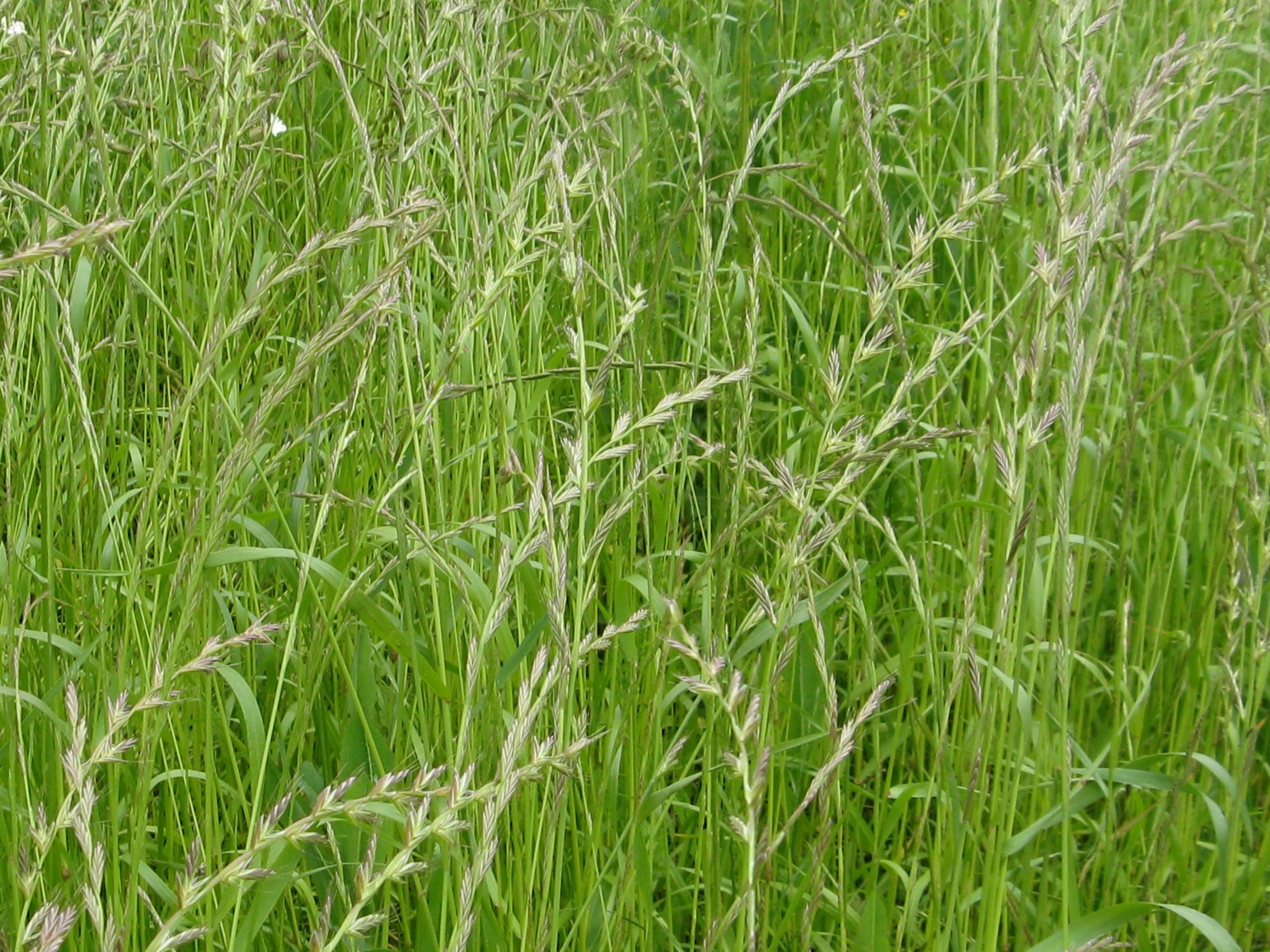 multiflorous ryegrass