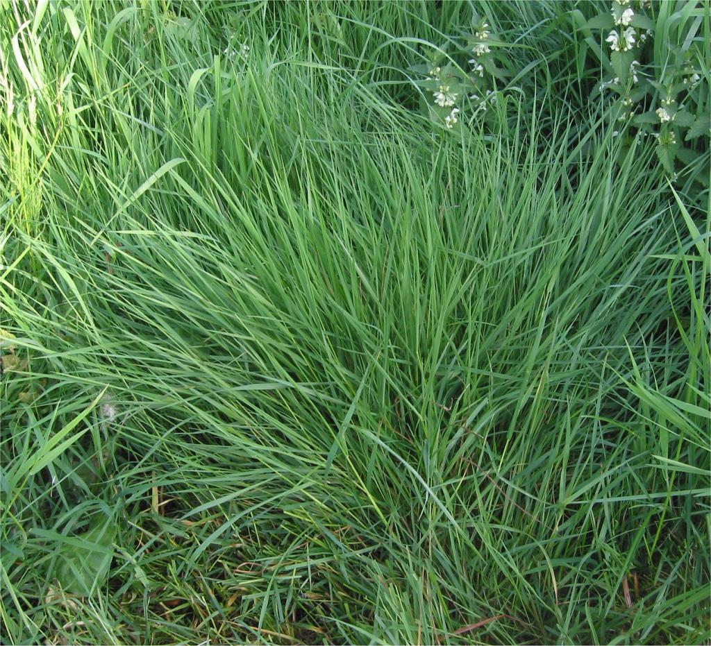 pasture ryegrass