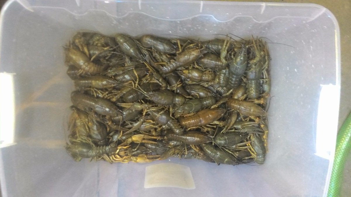 crayfish in container