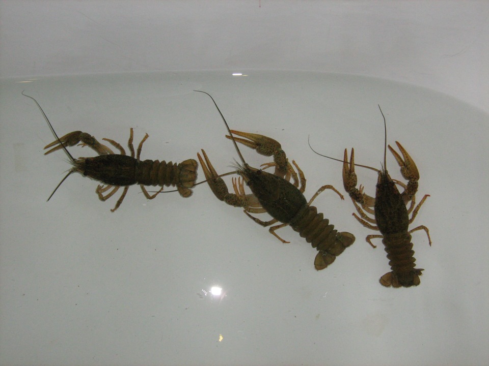 crayfish in the bathroom photo