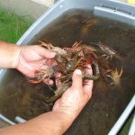 crayfish in water