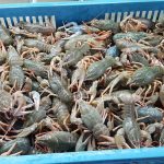 crayfish in a box