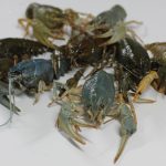 live crayfish