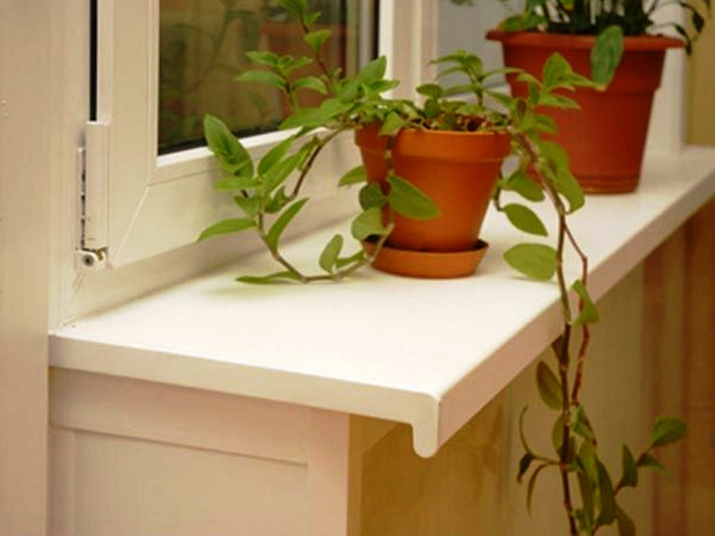 plants on the windowsill