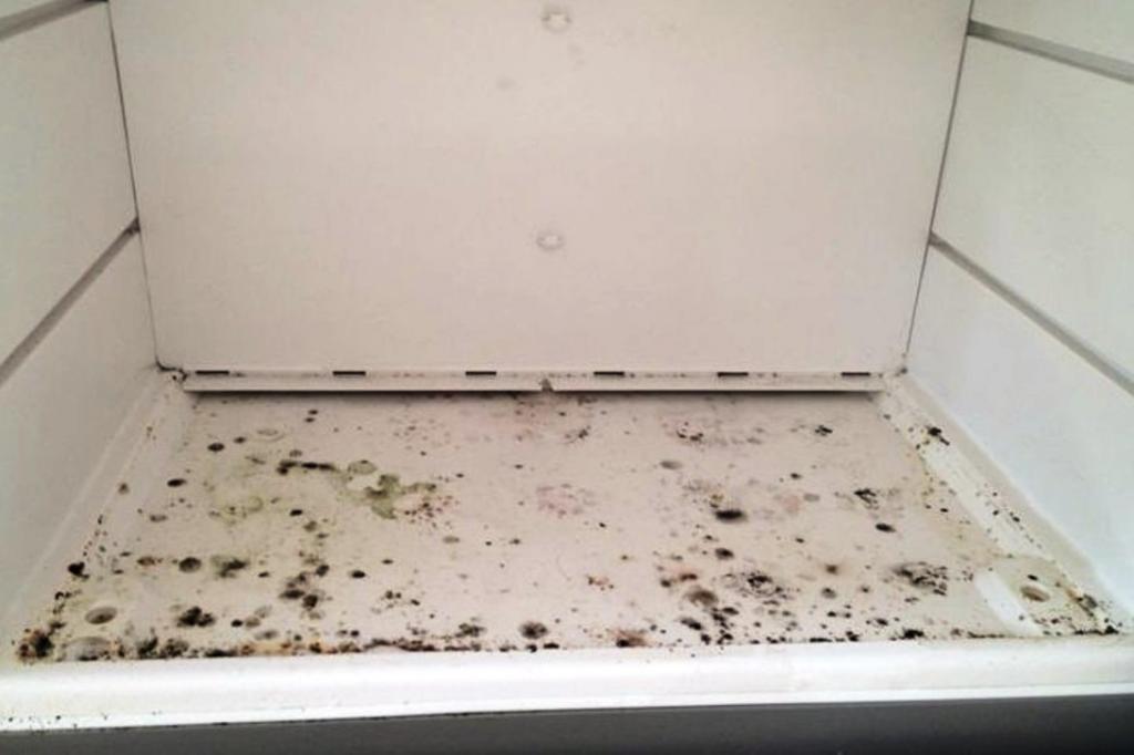 mold spores in the refrigerator