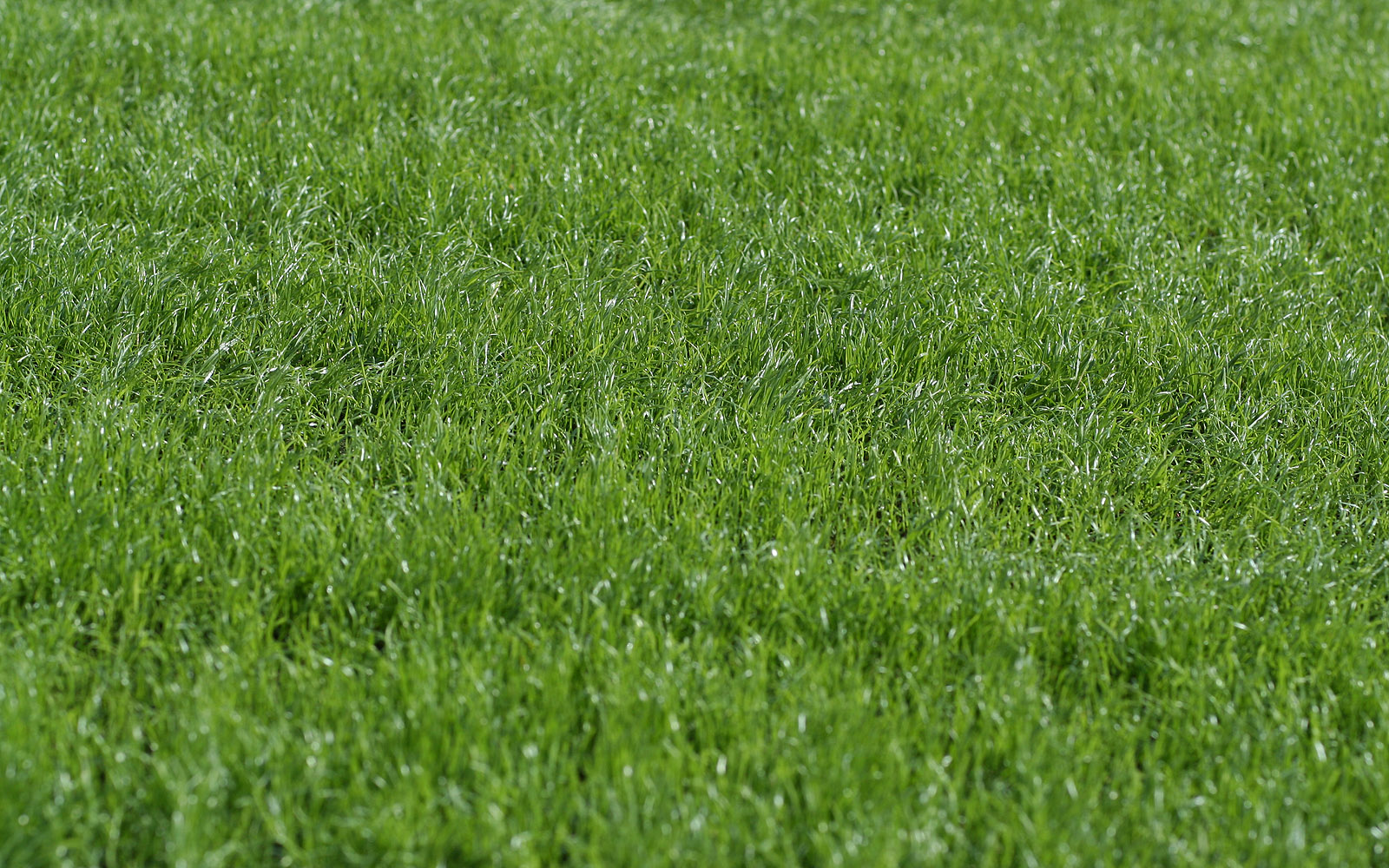 maintenance of the rolled lawn