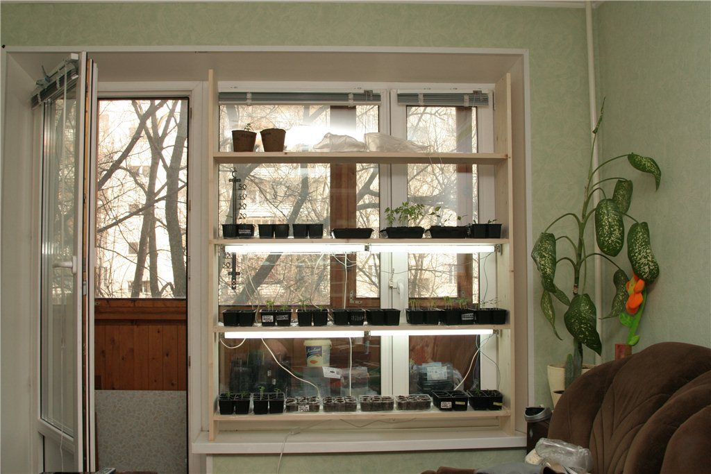 seedling rack on the windowsill