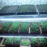 seedling growing rack