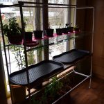 rack for growing seedlings photo decor