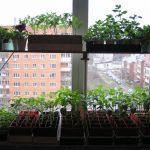 stand for growing seedlings interior ideas